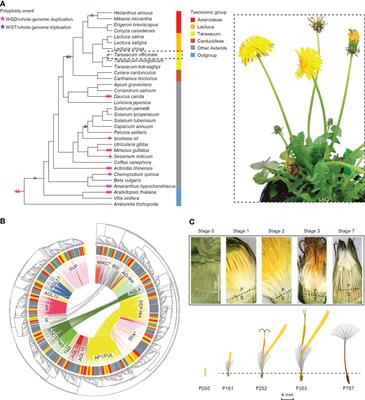 Phylogenomic analysis provides insights into MADS-box and TCP gene diversification and floral development of the Asteraceae, supported by de novo genome and transcriptome sequences from dandelion (Taraxacum officinale)